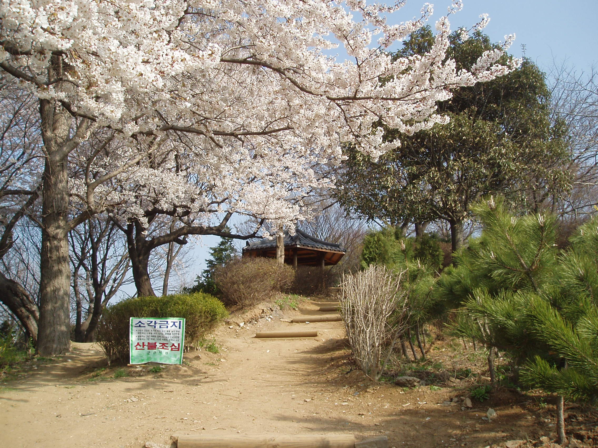 2014년 4월 9일 흥남공원 벚꽃