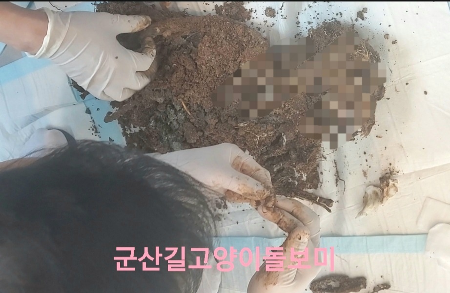 사체2