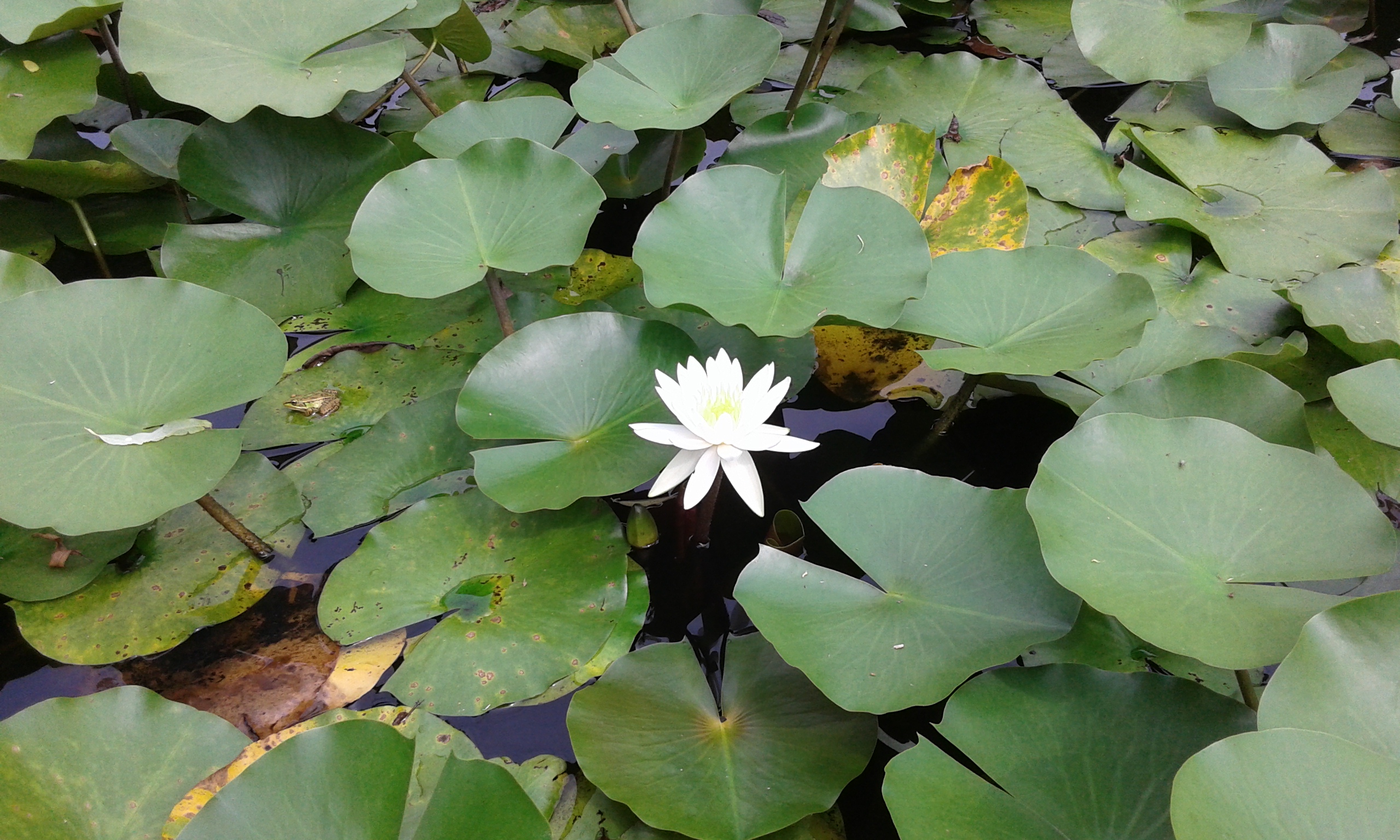 문학광장의 청초한 꽃한송이