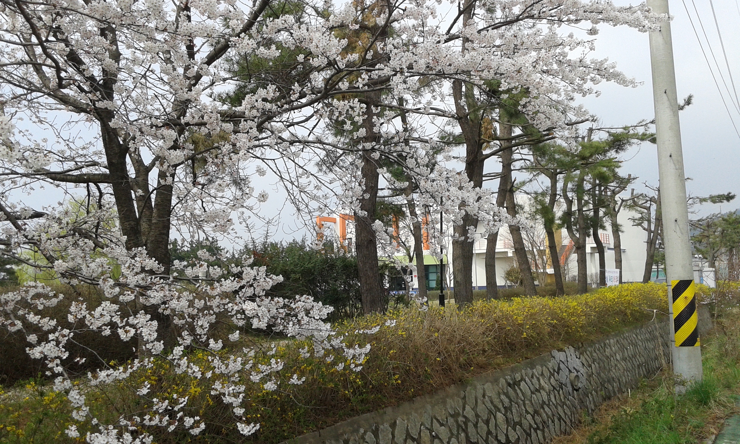 문학관에 봄이 왔습니다.