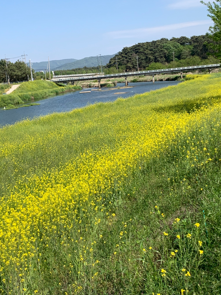 고창읍 천변 꽃밭 군락지