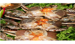 궁전꽃게장간장게장(1kg,1.5kg,3kg)100,000~200,000원