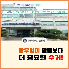 왕우렁이 수거 협조