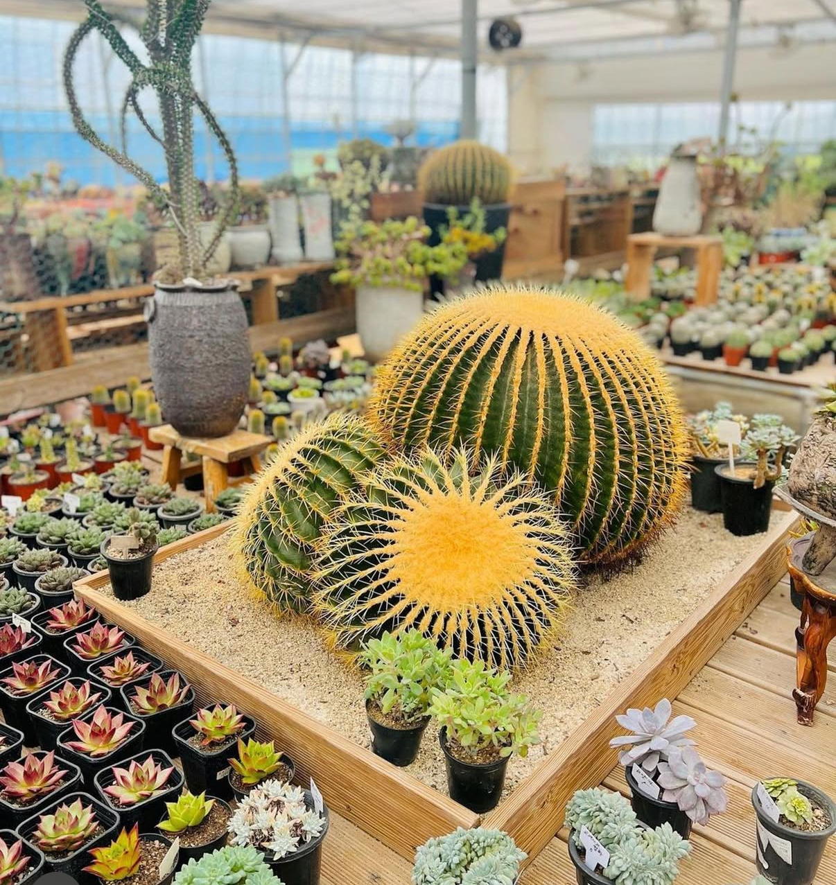 기쁨이네 다육농원